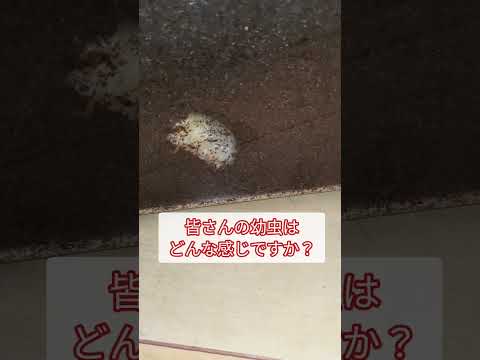 カリウム石鹸：昆虫を自然に駆除するためにどのように使用すればよいですか？  庭園