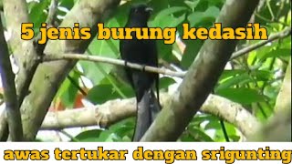 Download lagu 5 jenis burung kedasih mp3