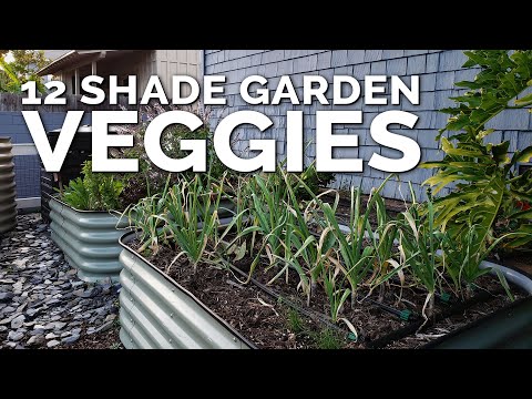 image-Should a vegetable garden be in full sun?