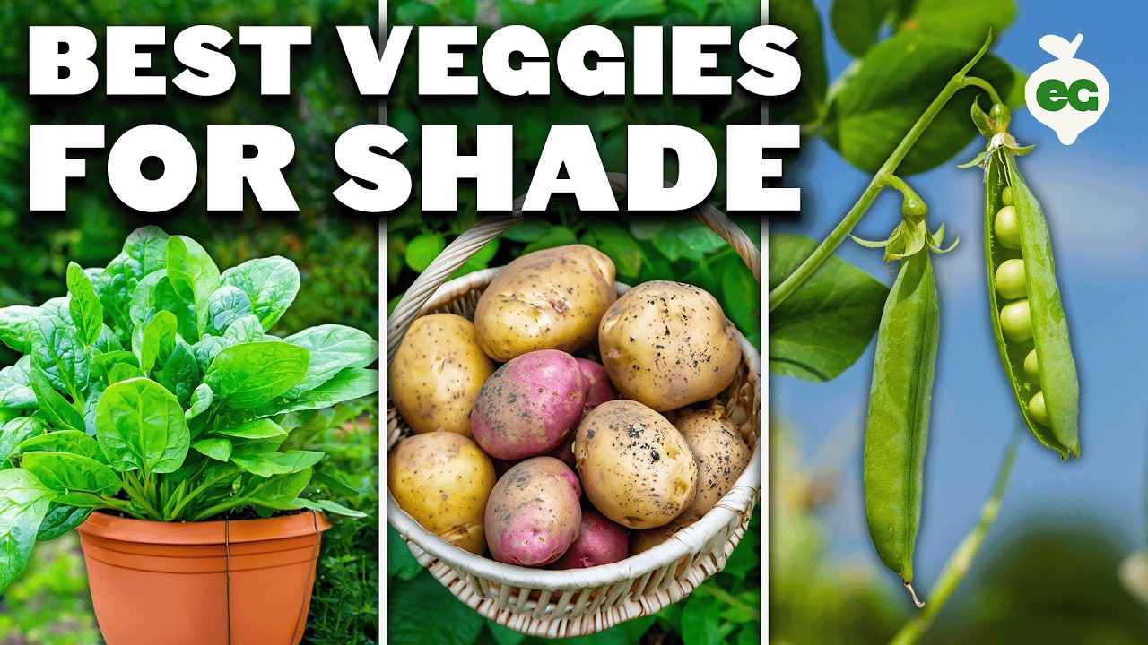 12 Perfect Vegetables To Grow in a Shady Garden Space