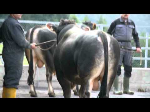 Tiroler Grauvieh Kauf von Genetik