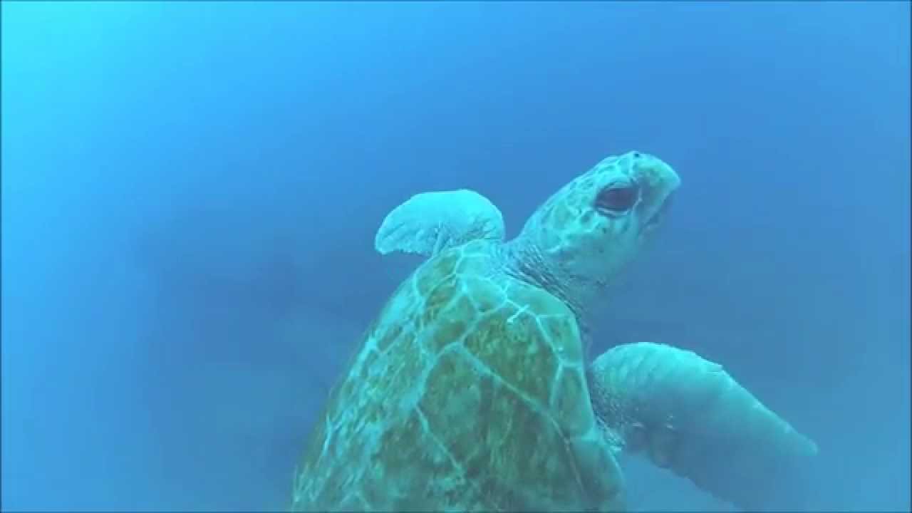 Turtle at Pinnacles Oct 2015
