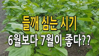 들깨농사 모종 심는시기 6월보다 7월이 더 좋은 이유는? 수확 및 탈곡 타작 작업이 쉽고 수확량이 증가한다.