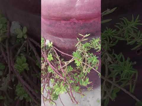 Portulaca #gardening #youtube #shortsviral #care tips#porcelain#new trending blog 😲