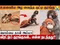 Viral Baby Monkey Punch Sad Story Reason For Mother S Abandon IKEA Plush Toy Japan Zoo Video