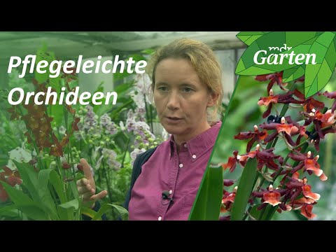 , title : 'Diese Orchideen brauchen wenig Pflege | MDR Garten'