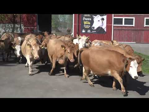 , title : 'Lehmät pääsevät kesälaitumelle - Ahlman, Tampere | Cows get to the pasture after winter inside'