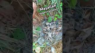 Download lagu maşallah rabim ne güzel yaratmış #kuşlar #yavru #doğa#hayvanlaralemi #keşfet mp3