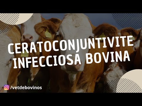 , title : 'Ceratoconjuntivite Infecciosa Bovina #040'