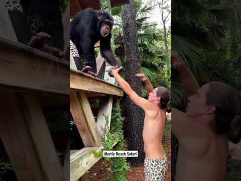 Exploring with Sugriva the Chimp ☀️🐵