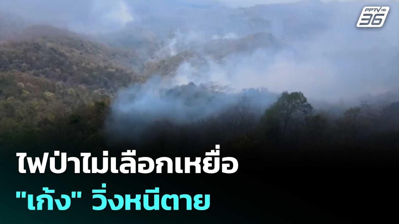 ไฟป่าไม่เลือกเหยื่อ "เก้ง" วิ่งหนีตาย - ไข่นกยูงอยู?