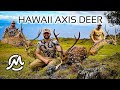 HAWAII AXIS DEER HUNT 3 Bucks Down New Horizons 4K Film