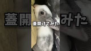 それは食べ物じゃないよ…コタツの裾を狙う子うさぎ塩ちゃん🐰 #shorts