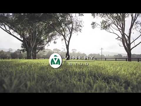 Vinery Stud Stallion Parade 2017