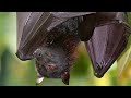 Video 'The true facts about fruit bat'