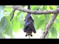 True Facts About the Fruit Bat