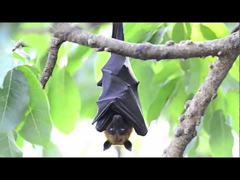 YouTube video about: Why do bats look like dogs?