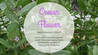 Crown Flower