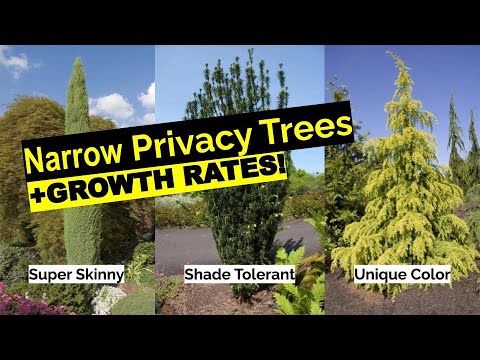Evergreen Trees
