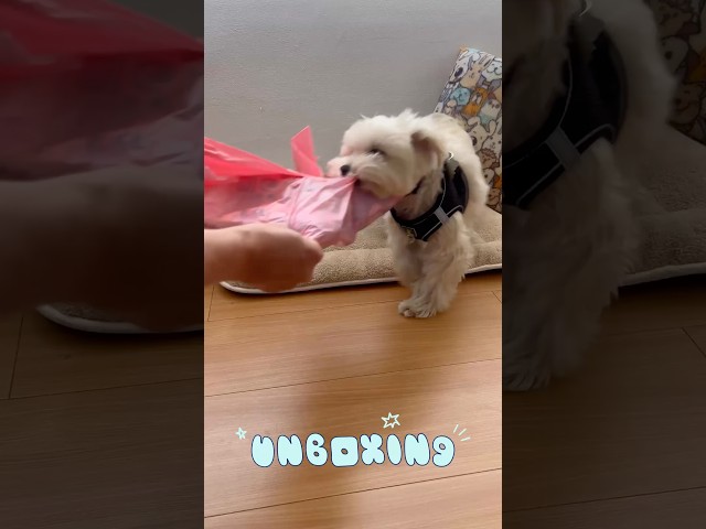Vídeo relacionado con Uni-Toys - Maltés - 18 cm (Altura) - Perro de Peluche, Mascota - Peluche
