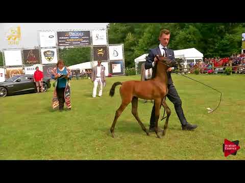 N.96 VDV ANASTACIA - Bruges 2018 C European - Filly Foals (Class 15)