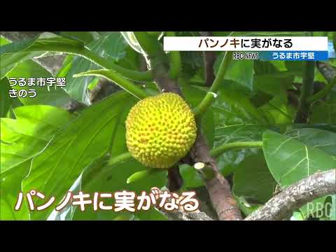 パンノキについて詳しく解説