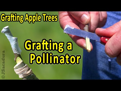 INCREASE your Fruit Tree PRODUCTION | Grafting Fruit Trees