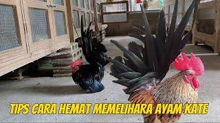 Download lagu TIPS CARA HEMAT MEMELIHARA AYAM KATE mp3 Download lagu TIPS CARA HEMAT MEMELIHARA AYAM KATE mp3