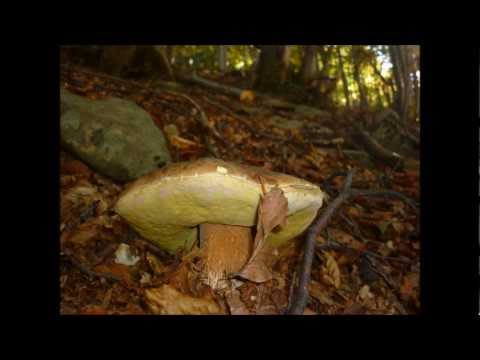 Parco dei Cento Laghi