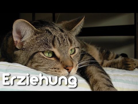 Novocaine Behandlung von Osteoarthritis Gelenkschmerzen der Füße am Morgen, wenn Schritt