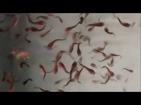 LAW Setzlinge 2022, Charge 1 Teil 2