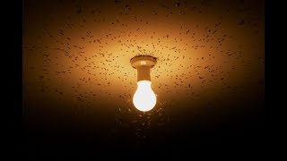 Por Que Os Insetos Voam Ao Redor Da Luz Elétrica No Calor