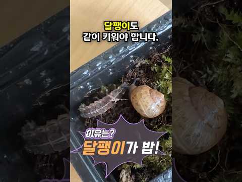 학교에서 반딧불이 키우지 마세요!😨