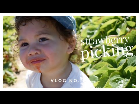 A Summer Day in Vancouver Picking Strawberries at Emma Lea Farms