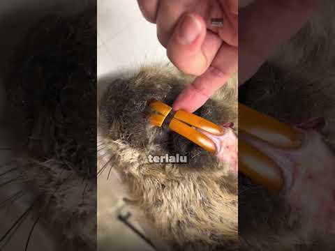 🤯Jangan Pernah Melarang Hewan ini Untuk Mengunyah Kayu!