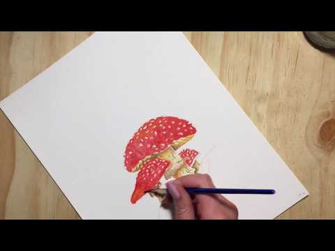SKETCHBOOK SERIES  //  #4 MUSHROOM WATERCOLOR PENCIL PAINTING