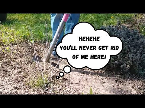 When a weed is growing IN your plants...
