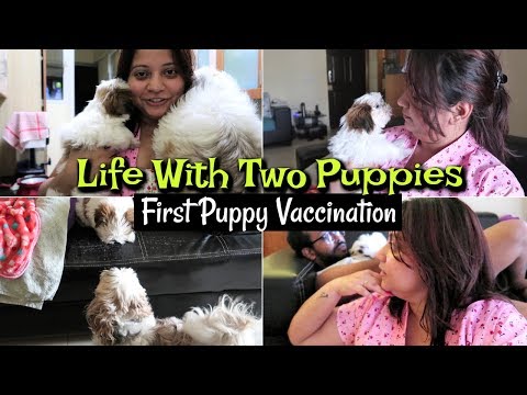 First Puppy Vaccination | Life With Two Puppies | Puppy Vet Visit Vlog Video