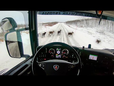 POV Driving Scania R580 - Reindeer on the road