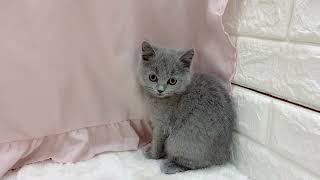 ブリティッシュショートヘアの動画01