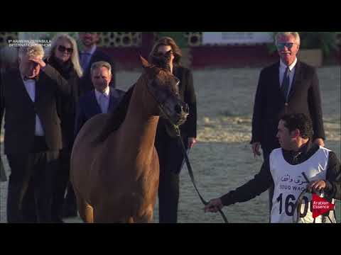N.160 TAIAR AL SHAQAB - 2019 Qatar Int. Peninsula show - Stallions 11 Years old  (Class 11-12)