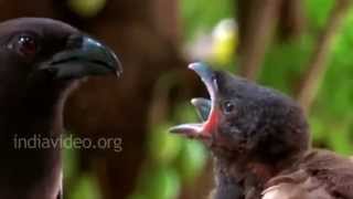 Nestling of Rufous Treepie 