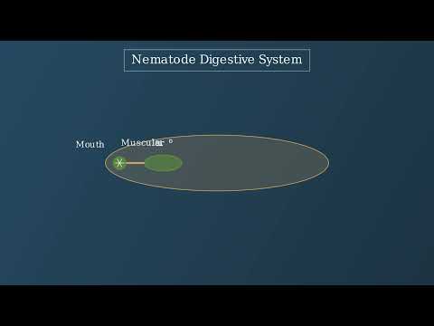 Phylum Nematoda – Classification, Definition, Characteristics, Examples - Video