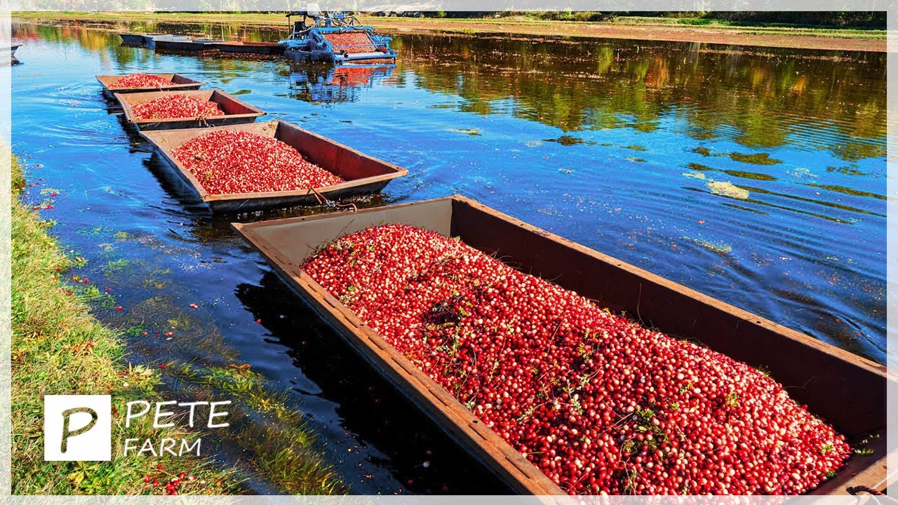 How American Farmers Harvest Millions of Tons of Cranberries Each Year - Cultivation And Processing