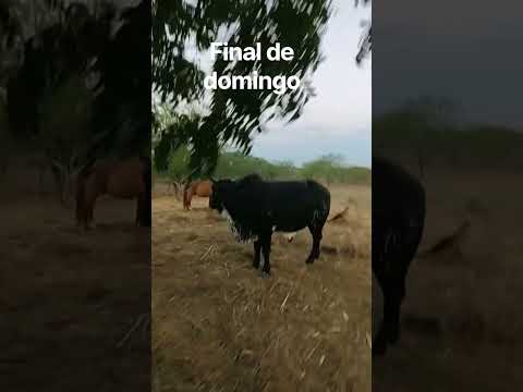 finalzinho de domingo sítio São Caetano Parari Paraíba