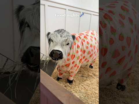 My Cow’s Bedtime Routine