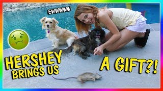 HERSHEY BRINGS ME A GIFT | We Are The Davises
