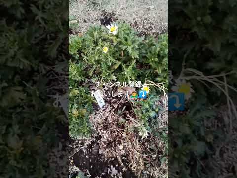 タチアオイの種を蒔く時期 プルーン 開花後の増殖を止める