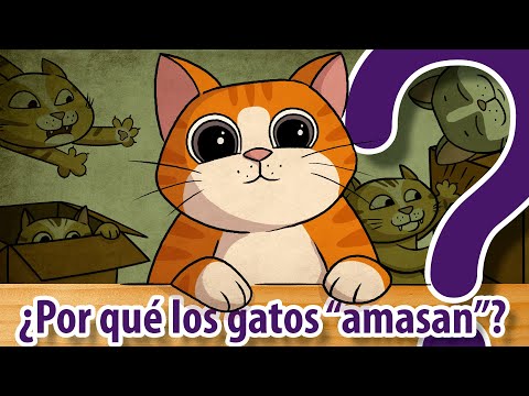 10 preguntas sobre los GATOS 🐱