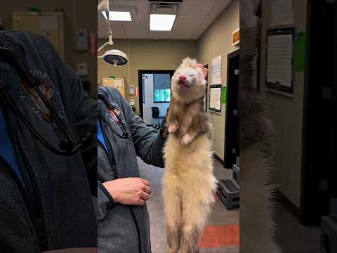 Ferret Facts That Sound Fake But Are True! 🤯